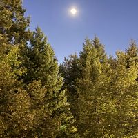 イチョウ,街路樹,癒し,キレイ☆,お月さまの画像
