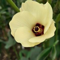 オクラ,ガーデニング,ボタニカルライフ,お庭の植物,花のある暮らしの画像