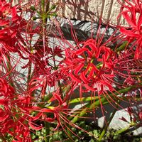 ヒガンバナ,ルコウソウ,キバナサフランモドキの画像