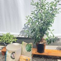 植え替え 完了,ガジュマルの植え替え,ガジュマルの気根⭐︎,植え替え,花のある暮らし❤の画像