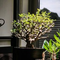 センナ・メリディオナリス,塊根植物,夏型塊根植物,塊根植物のある暮らし,インテリアの画像
