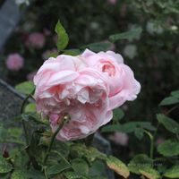 イングリッシュ・ローズ,鉢バラ,バラ・ミニバラ,ばら バラ 薔薇,テラスの画像