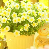 カリブラコア,スーパーベル ハニーヨーグルト,ガーデニング,黄色い花,かわいいな♡の画像