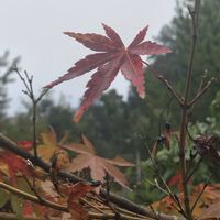 モミジ,モミジ,いろはモミジ…かな？,小さい秋,紅葉（こうよう）の画像