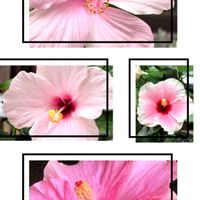 ハイビスカス,鉢植え,小さな庭の画像
