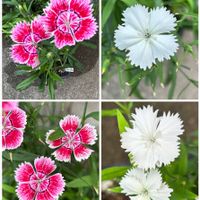 ナデシコ,花のある暮らしの画像