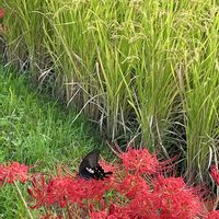 ヒガンバナ,いね,昆虫と植物,今日のお花,恵みの秋の画像