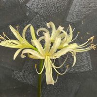 リコリス アルビフローラ,リコリス・アルビフローラ,玄関前,うどん県,黒ニャンコ隊の画像