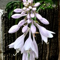 ギボウシ,北側花壇の画像