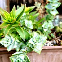 星の王子,多肉植物,ユーフォルビア,つぶやきの画像