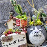 チビくん♪,寄せ植え,多肉植物,大好き,お気に入り♡の画像