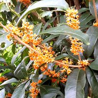 キンモクセイ,散歩の途中の画像