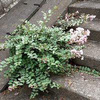 サルスベリ,散歩の途中の画像