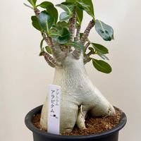 アデニウム アラビカムの画像