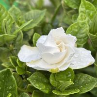 オリーブ,クチナシ,ハイビスカス,小さな庭の画像