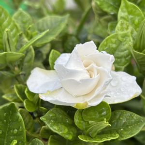オリーブ,クチナシ,ハイビスカス,小さな庭の画像