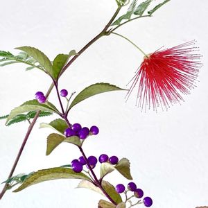 コムラサキシキブ,盆栽,ミニ盆栽,ホームセンター出身,緋ネムの画像