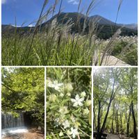 アケボノソウ,ススキ,山野草,元気もらえる,お花のある暮らしの画像