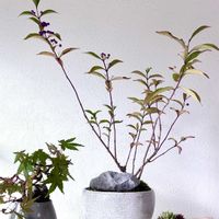 盆栽,ミニ盆栽,食器リメイク鉢,安定しない園芸,盆栽の親株の画像