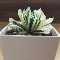 ハオルチア・マリン,多肉植物,ハオルチア属,窓辺の画像