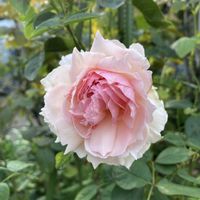 ザ ウェッジ ウットローズ,DAの薔薇,鉢植え,我が家のバラ,ピンク色の花の画像