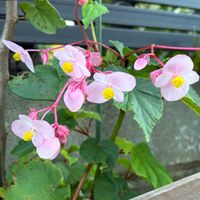 シュウカイドウ,ハナトラノオ,ご近所,季節の花を楽しむの画像