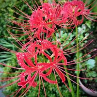 ヒガンバナ,ナンキンハゼ,今日のお花,チーム愛知,すずガーデンの画像