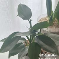 フィロデンドロン,観葉植物,インテリアグリーン,植物のある暮らし,フィロデンドロンシルバーメタルの画像