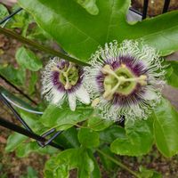 パッションフルーツ,植物のある暮らし,スマホで撮影,家庭菜園の画像