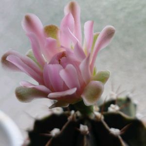 サボテンの花,バルコニスト,HTC,HTC社員,HTC94番(^ω^)の画像