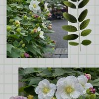 花のある暮らし,秋の気配,緑のある暮らし,GSに感謝。,平和を願うの画像