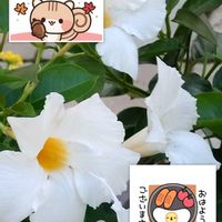 マンデビラ,サンパラソル,白い花,外出先にて,サンパラソル　クリアホワイトの画像