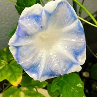 アサガオ,お花を楽しむ,バルコニー/ベランダの画像