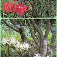 アンゲロニア,ヒガンバナ,ペチュニア,今日のお花,白い水曜日♡の画像