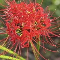 カリガネソウ,ジニア,マユハケオモト,ヒガンバナ,赤トンボ♪の画像