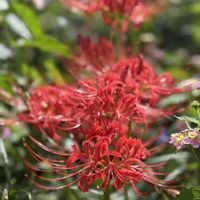 ヒガンバナ,彼岸花　ひがんばな,彼岸花,植物のある暮らし,鶴舞公園の画像