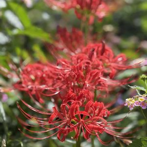 ヒガンバナ,彼岸花　ひがんばな,彼岸花,植物のある暮らし,鶴舞公園の画像