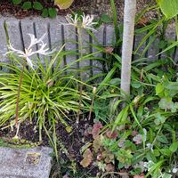 カレックス,ヒガンバナ,リコリス,ヒューケラ,斑入りヤブランの画像