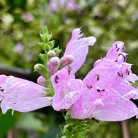 ハナトラノオ,ハナトラノオ,花虎の尾(ハナトラノオ),癒される,瑞々しいの画像