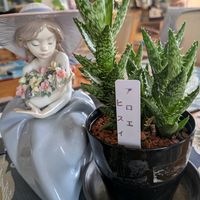 寄植え,ハンギング,リビング・ダイニング,その他部屋の画像