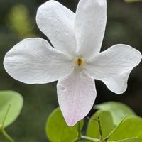ジャスミン,季節の花,キュンキュン乙女倶楽部,ジャスミン/ホワイトプリンセス,花パトロールの画像