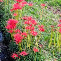 フヨウ,芙蓉(ふよう)の花,彼岸花　ひがんばな,おでか先の画像