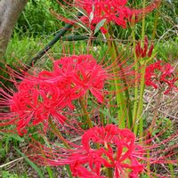 花のある暮らし,緑のある暮らし,今日のお花,旦那の実家,温泉県大分♨️の画像