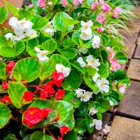 ベゴニア,花のある暮らし,緑のある暮らし,週末ガーデナー,観葉植物のある暮らしの画像