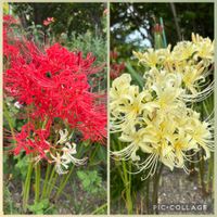 ガーベラ,ヒガンバナ,ヒガンバナ,紅白の彼岸花,真っ赤なミニ薔薇の画像