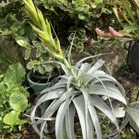 チランジア　キセログラフィカ,緑のある暮らしの画像