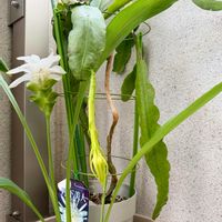 クルクマ,月下美人,オザキフラワーパーク,花のある暮らし,元気に育ててますよの画像