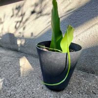 月下美人,月下美人,鉢植えの画像