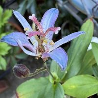 ホトトギス,ホトトギス,ホトトギス,花のある暮らし,お楽しみ❀.(*´▽`*)❀.の画像
