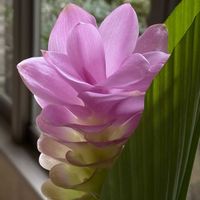 クルクマ,クルクマ,クルクマ,ピンクの花,勤務先の画像